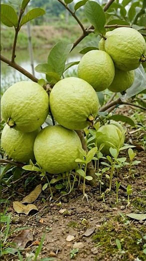 🍐How to Grow Guava Tree quickly with This Proven Techniques!🌱