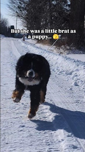 This Bernese Mountain Dog looks perfect now… but watch her as a puppy. #bernesemountaindog #puppy