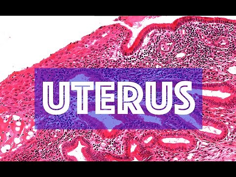 THE UTERUS - HISTOLOGY