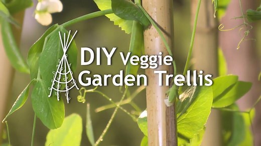 DIY Veggie Garden Trellis