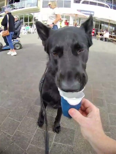 xido pup cup #germanshepherd #gsds #gsd