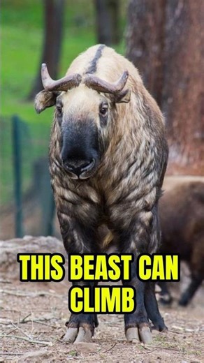 The Takin Is REAL and Built Different 🦬 #nature #animals #adaptation