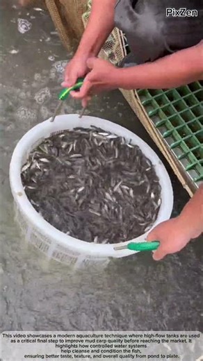 Modern Aquaculture: Using High-Flow Tanks to Improve Mud Carp Quality From Pond to Plate