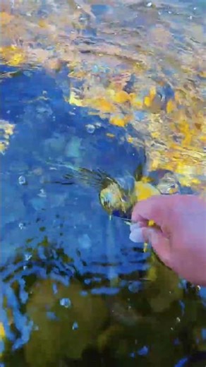 iPhone Underwater Camera Test in Crystal Clear River! 🌊📱