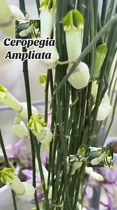 Rara y exótica CEROPEGIA AMPLIATA | JMundo De Colores