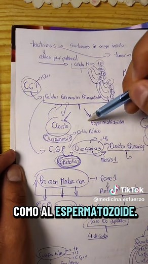 Esquema del tema 2 del lagman rápido y sencillo panita #lagman #embriologia #medicina #medicinaesfuerzo