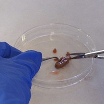 Video: Phenotypic Characterization of Macrophages from Rat Kidney by Flow Cytometry