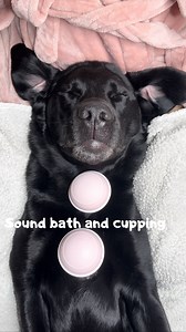 141K views · 5.2K reactions | SOUND ON  Cupping and sound bath!! We needed a calm and spiritual break at home after everything But I think I need some more sessions with the sound bath Go and check out my own spaw brand冀Spawday We put a lot of care into every ingredient and every step of the process, because we won’t settle for anything less than 100%, for us and for all the dogs out there  (ad/reklam for my own brand)#dogs #labrador #spawday | Elvisbatzthelab | Facebook