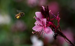Five Facts: Bees in Florida