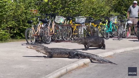 Crocodile and Alligator Battle It Out in Everglades National Park