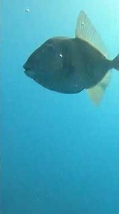 We were followed by triggerfish. To be continued...