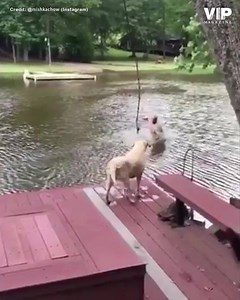 47 reactions · 22 shares | Dog thinks owner is drowning so jumps in...