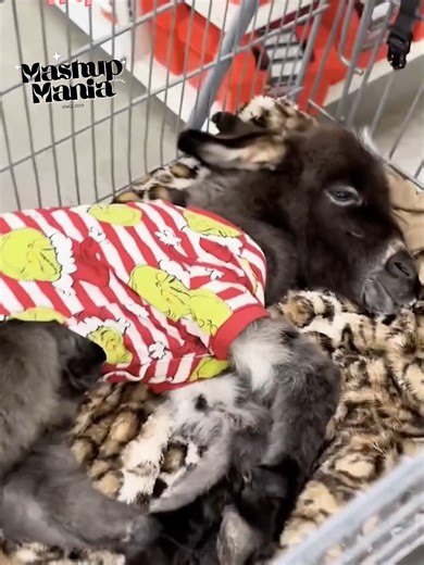 Adorable baby donkeys being goofy, sweet, and irresistibly lovable in every clip! #babydonkey #cuteanimals #animallovers #CaughtOnCamera #EpicLaughs | MashUp Mania
