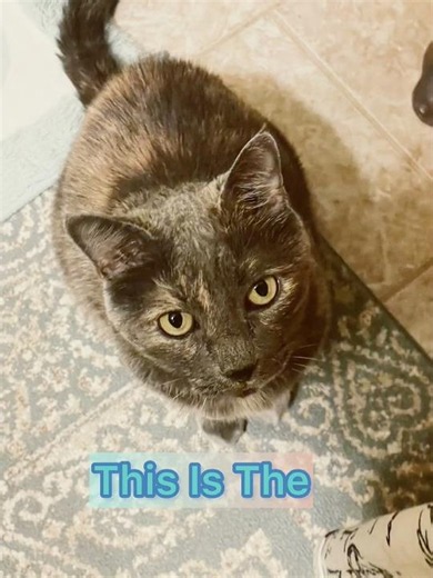 Sweetest Cat Face! @danasandoval624 #catseries #sweetfaces #happycats #furbabies