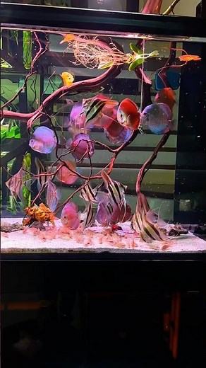 Beautiful discus aquarium setup at home 🌿❤️