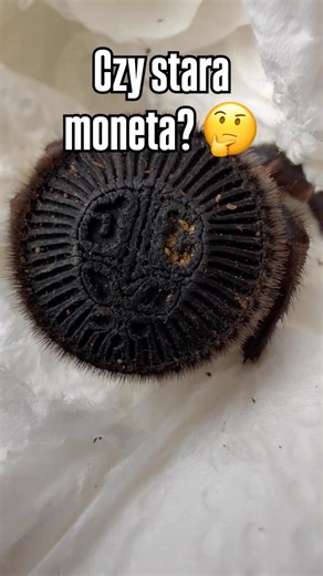 Dziwak 🤔 #spider #pajak #pets #tarantula #exotic #zwierzeta #animals #animallovers #hobby #spiders