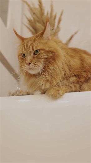 GRUMPY CAT FORCED TO DANCE 🎉😹😺🎂