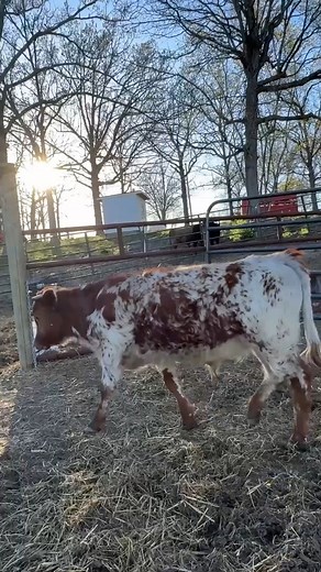 Got 'em in!! #dextercattlefarming #ranchlife #ranching #cowsarecool #ranch #cows #highlandcows #highlandcattle #dextercattle | Algiere Ranch