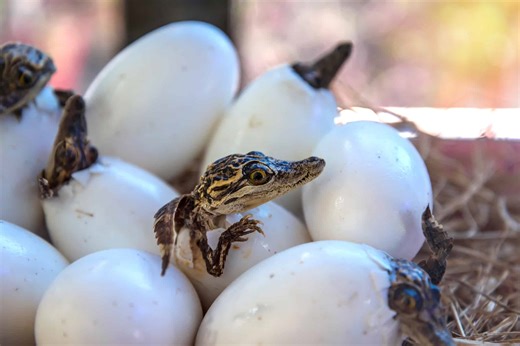 Crocodile Hatchlings Ride in Their Mother’s Mouth to Safety