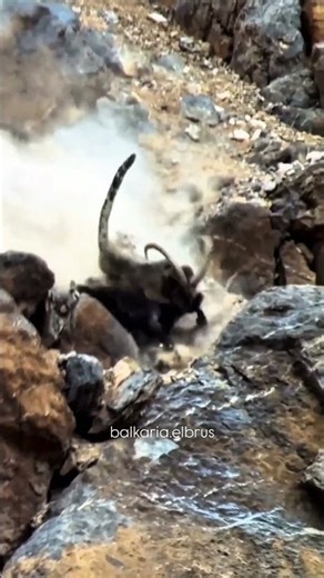 A Fight For Survival! #FloraFauna #Shorts