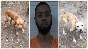 Polk County man gets 15 years in prison for 214 counts of dog fighting, animal cruelty
