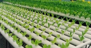 Curso Hidroponia para Productores