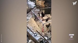 Ukrainian dog-lover looking after nearly 100 abandoned animals