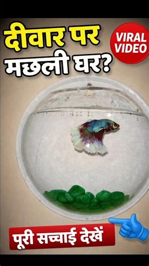 Wall Hanging 🐠🐟 Fish Aquarium || Wall Hanging fish pot |Wall Mount Hanging Aquarium Betta Fish Tank