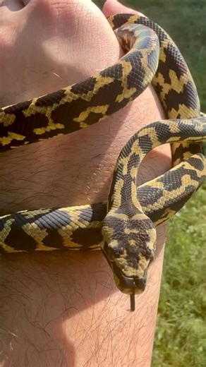 Jungle Carpet Python