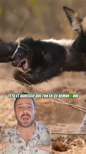 The Honey Badger: the world's most fearless and insolent animal! #animals #honeybadger