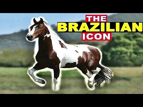 The Mangalarga Marchador Horse: A Brazilian Equestrian Legacy