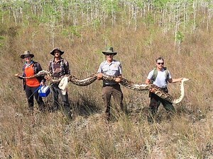 Captured 17-Foot-Long Python Was About to Have 73 Babies