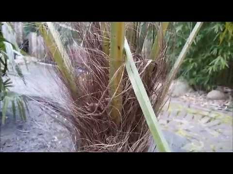 How to trim a palm tree Trachycarpus fortunei