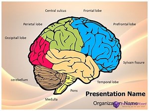 Neurology Human Brain PowerPoint Presentation Template - TheTemplateWizard.com