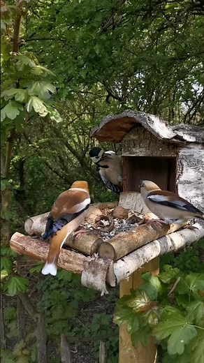Futterneid #kernbeisser #buntspecht #birds #naturelovers #wildlife #birdreel #springvibes #garten