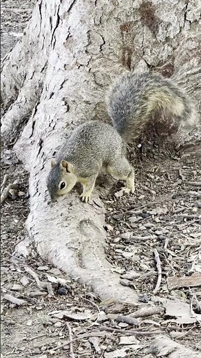 🐿️ Squirrel Staredown at Lake Balboa! | Van Nuys CA | SoCal Urban Wildlife
