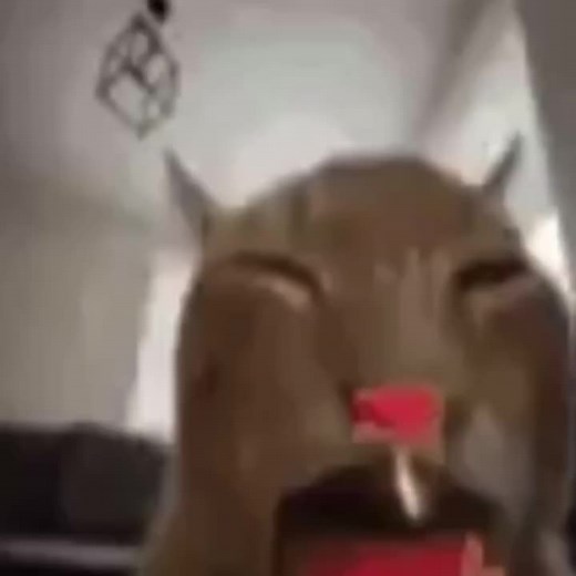 Cat Explosion Meme: Maybe Funny Moments