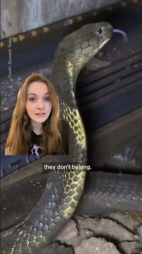 King Cobras Are Traveling by Train To the Wrong Habitats