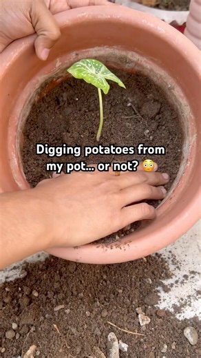 We Thought These Caladium Bulbs Were Potatoes 😭🌿