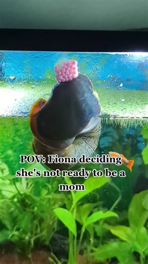 Fiona Deciding Motherhood | Snail Eggs and Babies