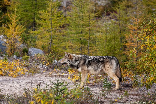 Labrador Wolf (Canis lupus labradorius)