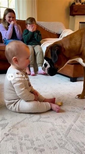 Protective Boxer Dog Growls at Baby Guarding the Room | Dog Meets New Baby Reaction