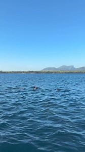 12 reactions | In the dance of the dolphins, the ocean whispers its secrets.  ✨ Lose yourself in the serene beauty of their playful leaps and the endless horizon. Discover the magic with #JPH Charters #DolphinDreams #OceanWhispers #jphcharters | JPH Charters - Mauritius | Facebook