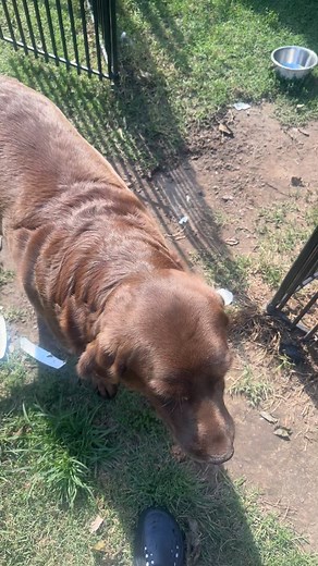 Understanding Chocolate and Brown Labradors