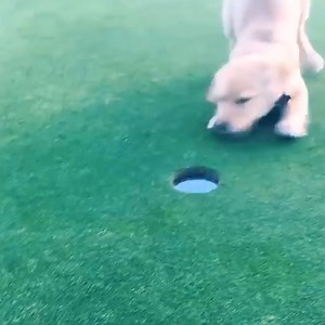 756K views · 578 reactions | Ladies and gentleman the putting pooch . Via Daily Picks and Flicks | AOL | Facebook