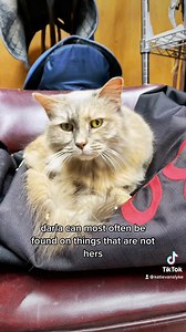 Meet my barn cats: part 3🐈‍⬛ (and sorry, i just got the voice changer option and it was funny😂) | Katie Van Slyke