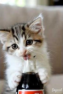 Kitten Licks Cola But Can’t Drink 😹 | 子猫コーラ舐め続けるのに飲めない 😂#shorts #cat #viral