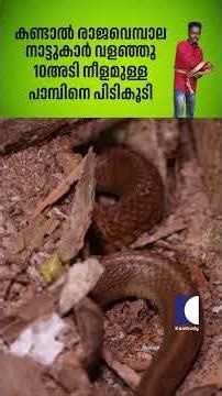 കണ്ടാൽ രാജവെമ്പാല നാട്ടുകാർ വളഞ്ഞു 10 അടി നീളമുള്ള പാമ്പിനെ പിടികൂടി #snakemaster #vavasuresh