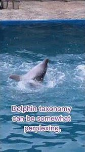 How Many Dolphin Species Are There? 🐬🌍