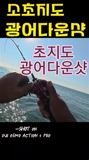 우리들의 초지도! 우리의 먹이!광어다운샷 턱자리 히트!